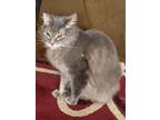 Adopt Smokey a Gray or Blue Domestic Mediumhair / Mixed (medium coat) cat in