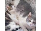 Adopt Colonel Drumstick a Domestic Shorthair cat in Tecumseh, MI (40483891)