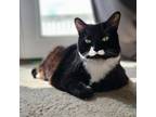 Adopt Stash a All Black Domestic Shorthair cat in Tecumseh, MI (40483888)