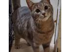 Adopt Lucy a Gray, Blue or Silver Tabby Domestic Shorthair cat in Tecumseh