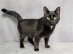 Adopt ZAPPA a All Black Domestic Mediumhair / Mixed (medium coat) cat in