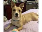 Adopt Jasper a Tan/Yellow/Fawn - with White Jack Russell Terrier / Corgi / Mixed