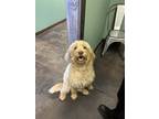 Adopt Willow a Tan/Yellow/Fawn Labradoodle / Mixed dog in Greenville