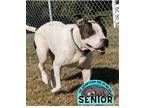 Adopt 2311-1566 Aubrie a Black - with White Pit Bull Terrier / Dalmatian / Mixed