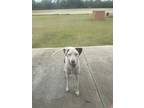 Adopt Bandit a White - with Black Great Dane / Mixed dog in Cottondale