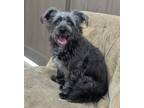 Adopt Billie Eilish a Black - with Gray or Silver Poodle (Standard) / Terrier