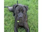 Adopt Cleo a Brindle Cane Corso dog in Kelowna, BC (41279264)
