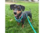 Adopt Chloe a Black Dachshund dog in Kelowna, BC (41185552)