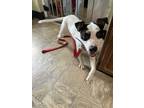 Adopt hopeful “Henrietta” a White - with Black Jack Russell Terrier /