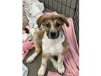 Adopt JEANETTE a Tan/Yellow/Fawn - with White Cattle Dog / Mixed dog in Chico