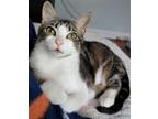 Adopt Michaela a Domestic Shorthair / Mixed cat in League City, TX (40898915)
