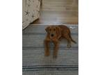 Adopt Duke a Red/Golden/Orange/Chestnut Golden Retriever / Mixed dog in Old