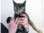 Adopt Aurora a Tortoiseshell Domestic Shorthair cat in Wildomar, CA (41383743)
