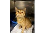 Adopt Little Man a Orange or Red Tabby Domestic Shorthair / Mixed (short coat)