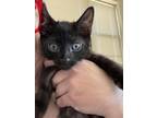 Adopt Maury Chumley a Domestic Shorthair / Mixed (short coat) cat in St.