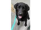 Adopt Hank a Black Labrador Retriever / Mixed dog in Kentfield, CA (41383711)