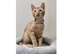 Adopt Big Kahuna a Domestic Shorthair / Mixed cat in Osage Beach, MO (41364933)