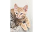 Adopt Luau a Domestic Shorthair / Mixed cat in Osage Beach, MO (41364932)