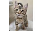 Adopt Tiki a Domestic Shorthair / Mixed cat in Osage Beach, MO (41364931)