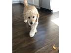 Adopt Dani a White - with Tan, Yellow or Fawn Labradoodle / Mixed dog in Temple
