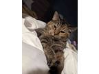 Adopt Scratch a Tiger Striped American Shorthair / Mixed (short coat) cat in