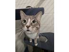 Adopt Dior a Gray or Blue Domestic Shorthair / Domestic Shorthair / Mixed cat in