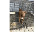Adopt Roux a Brown/Chocolate American Pit Bull Terrier / German Shorthaired