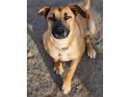 Adopt Matcha a Mixed Breed (Medium) / Mixed dog in Yreka, CA (36836171)