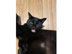 Adopt Willy a Black (Mostly) Bombay / Mixed (short coat) cat in Waelder