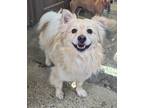 Adopt DiCaprio a Tan/Yellow/Fawn Pomeranian / Spaniel (Unknown Type) / Mixed dog