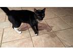 Adopt Nix a Black & White or Tuxedo American Shorthair / Mixed (short coat) cat