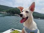 Adopt Claude a White Jindo / Mixed dog in Duluth, GA (40613500)