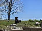 Adopt Dynamite a Black Labrador Retriever / Mixed dog in Rochelle, IL (41383538)