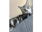 Adopt Sadie a Gray, Blue or Silver Tabby Domestic Shorthair / Mixed (short coat)