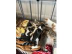 Adopt 5 Baby Kittens with Mom a Gray, Blue or Silver Tabby Domestic Shorthair /