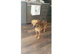 Adopt Bella a Brown/Chocolate - with White Beagle / Mixed dog in Nashville