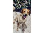 Adopt Penny a White - with Red, Golden, Orange or Chestnut Texas Heeler /