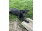 Adopt Love a Black Labrador Retriever / Mixed dog in Lakewood, CO (41383525)