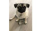 Adopt Franki a Tan/Yellow/Fawn - with Black Pug / Mixed dog in Rossmoor