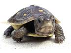 Adopt Johnny a Turtle - Other reptile, amphibian, and/or fish in Marina Del Ray