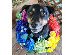 Adopt Graham a Rottweiler / Mixed dog in Fort mill, SC (41316509)