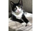 Adopt Nova a Black & White or Tuxedo American Shorthair / Mixed (short coat) cat