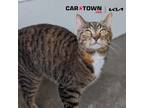 Adopt Aria a Domestic Shorthair / Mixed cat in Lexington, KY (41380291)