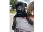 Adopt Chanel a Brindle Bernese Mountain Dog / Mixed Breed (Medium) / Mixed