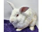 Adopt Indigo a White American / Satin / Mixed (short coat) rabbit in Largo