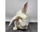 Adopt Flipp Flopp a White American / American / Mixed (short coat) rabbit in