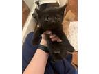 Adopt Black kitten (pre-adopt) a All Black Domestic Shorthair / Mixed Breed