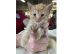 Adopt Orange kitten (pre-adopt) a Orange or Red Domestic Mediumhair / Mixed
