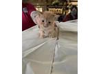 Adopt Orange kitten (pre-adopt) a Orange or Red Domestic Shorthair / Domestic