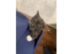 Adopt Grey W/ Socks kitten (pre-adopt) a Gray or Blue Domestic Mediumhair /